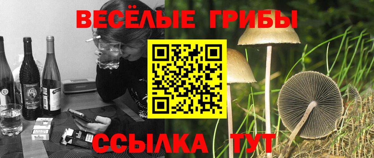 Псилоцибиновые грибы Psilocybe Советская Гавань